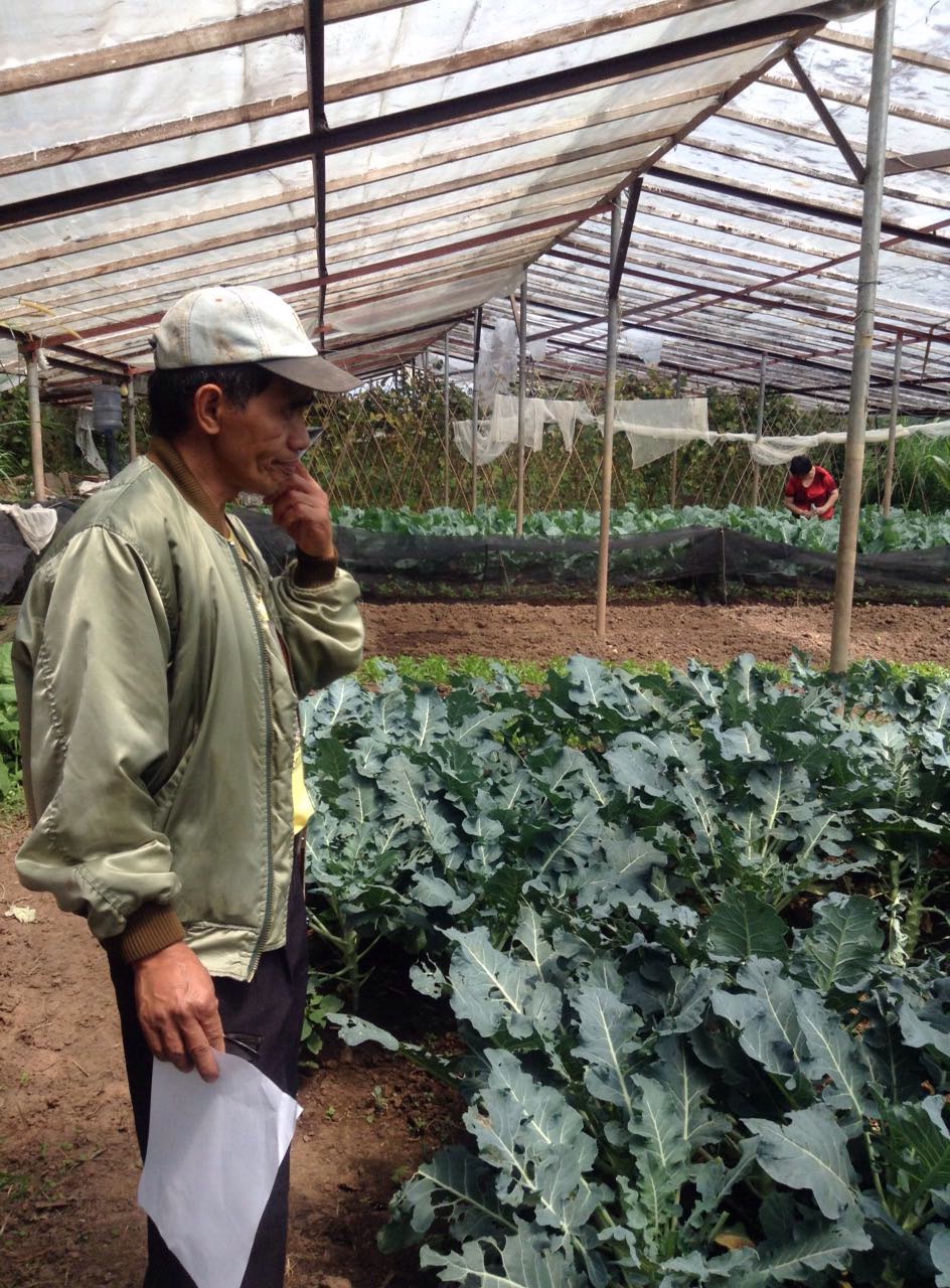 Cesar galveys planting system