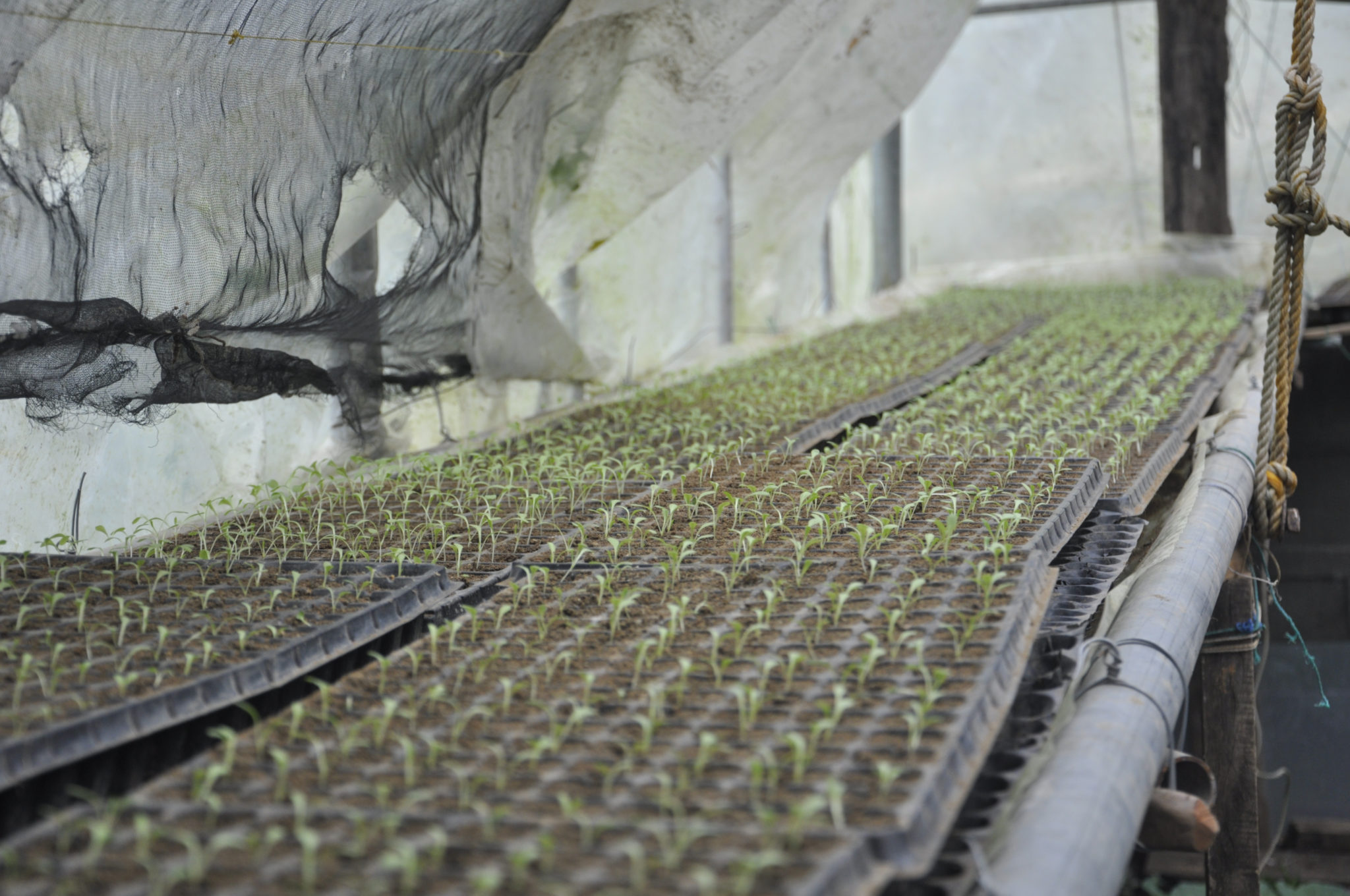 Seedlings 2 global seed savers